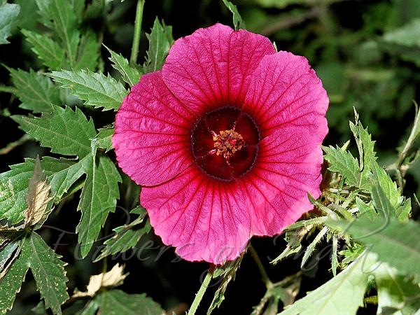 Monarch Rosemallow